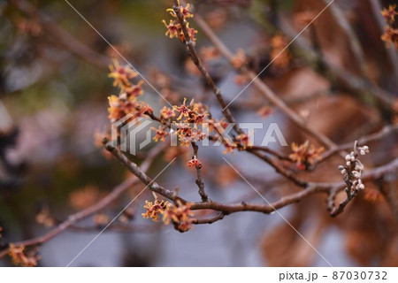 マンサクの花 87030732