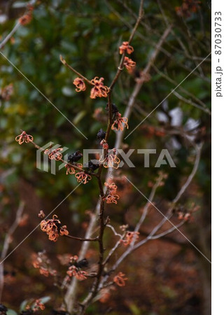 マンサクの花 87030733