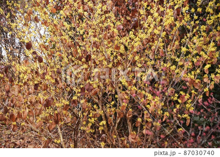 マンサクの花 87030740