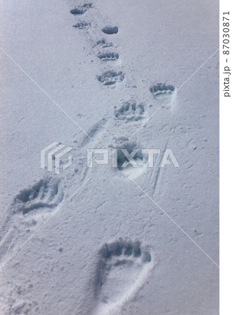 Fresh tracks of large brown bear on white snow in spring. 87030871