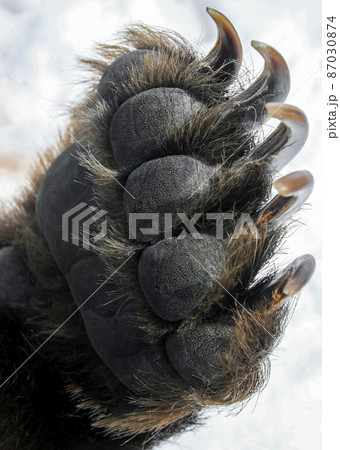 Bear's front paw with long and sharp claws close-up. Bear's front paw with long and sharp claws close-up. 87030874