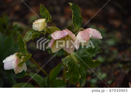 ヘレボルス(クリスマスローズ) ヘレボルス(クリスマスローズ) 87030905