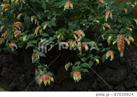 コエビソウ コエビソウ 87030924