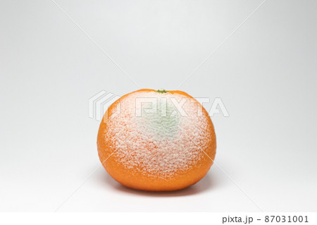 カンキツ緑かび病　みかんに感染したペニシリウム (Penicillium digitatum) 87031001