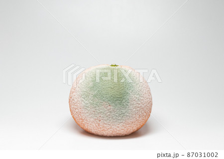 カンキツ緑かび病 みかんに感染したペニシリウム (Penicillium digitatum) カンキツ緑かび病 みかんに感染したペニシリウム (Penicillium digitatum) 87031002