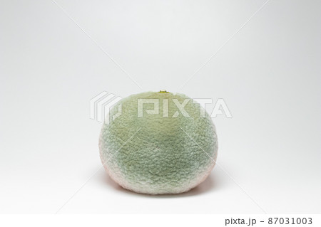 カンキツ緑かび病　みかんに感染したペニシリウム (Penicillium digitatum) 87031003