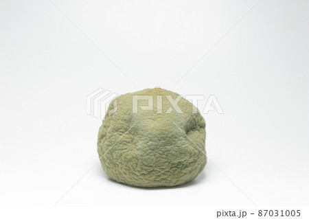 カンキツ緑かび病　みかんに感染したペニシリウム (Penicillium digitatum) 87031005