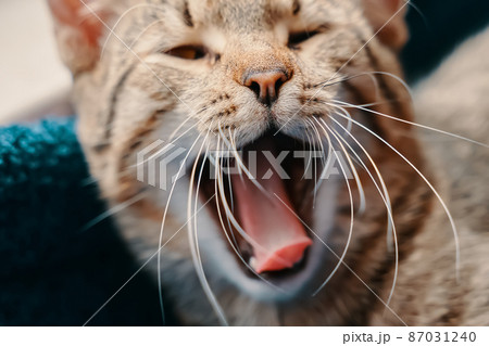 Stripes pussycat yawns. Lazy cat is lying in pet basket. Sleeping domestic animal close-up. Sunlight in window. 87031240