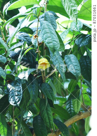 キンカチャ・レアな花 キンカチャ・レアな花 87031661