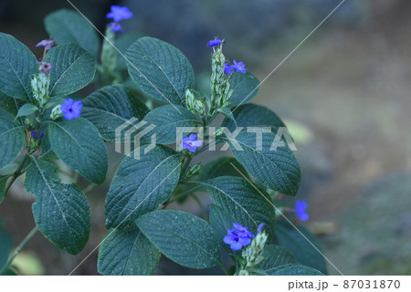 ルリハナガサ 87031870