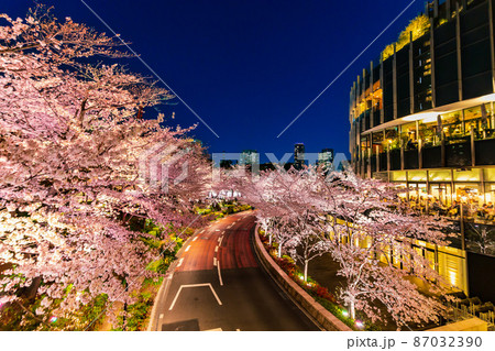 東京都　港区赤坂　満開の桜と東京ミッドタウンの夜景 87032390