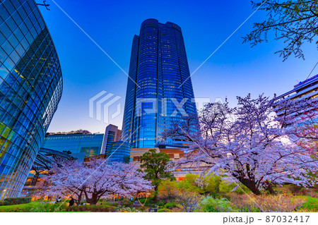 東京都　港区六本木　満開の桜と六本木ヒルズの夜景 87032417