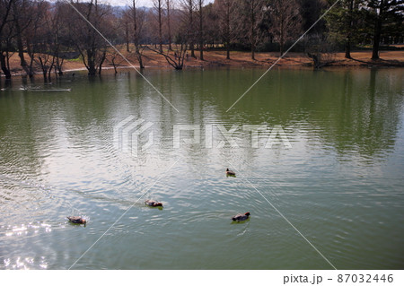 冬の公園 87032446