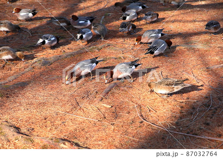 渡り鳥の群れ 渡り鳥の群れ 87032764