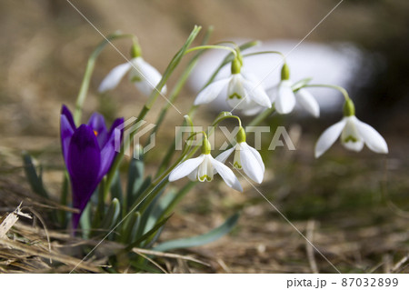 Group of beautiful tender snowdrops and one bright violet crocus growing together in dry grass in Carpathian mountains. Ecology problems and beauty of nature concept. Group of beautiful tender snowdrops and one bright violet crocus growing together in dry grass in Carpathian mountains. Ecology problems and beauty of nature concept. 87032899