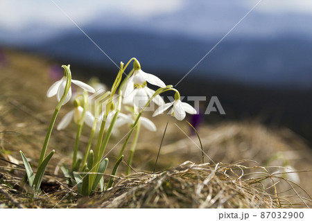 Group of beautiful tender snowdrops and one bright violet crocus growing together in dry grass in Carpathian mountains. Ecology problems and beauty of nature concept. Group of beautiful tender snowdrops and one bright violet crocus growing together in dry grass in Carpathian mountains. Ecology problems and beauty of nature concept. 87032900