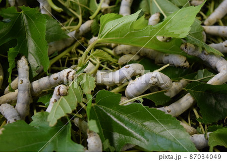 カイコ 桑の葉 養蚕場 87034049