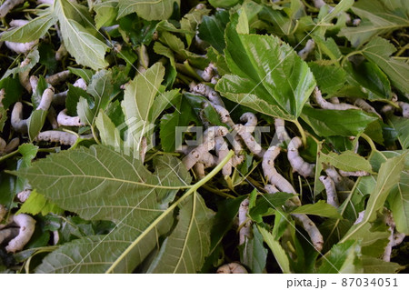 カイコ 桑の葉 養蚕場 カイコ 桑の葉 養蚕場 87034051