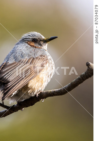 ヒヨドリ 87034079