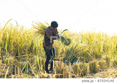 まこもを狩る女性 87034140