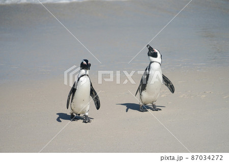 野生のケープペンギン 野生のケープペンギン 87034272