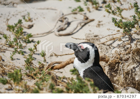 野生のケープペンギン 87034297
