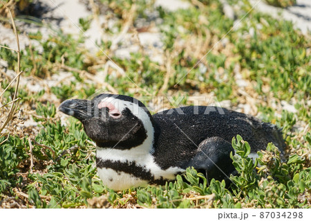 野生のケープペンギン 87034298