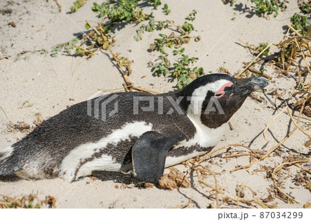 野生のケープペンギン 87034299