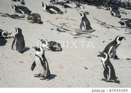 野生のケープペンギン 野生のケープペンギン 87034304