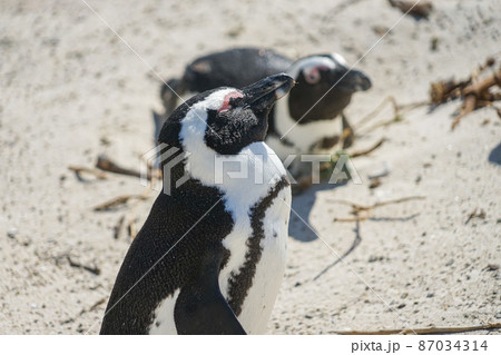 野生のケープペンギン 87034314