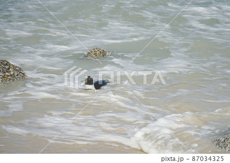 野生のケープペンギン 87034325