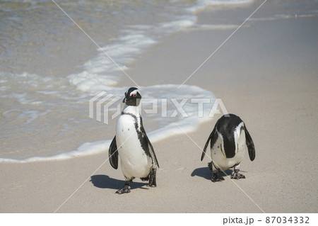 野生のケープペンギン 野生のケープペンギン 87034332