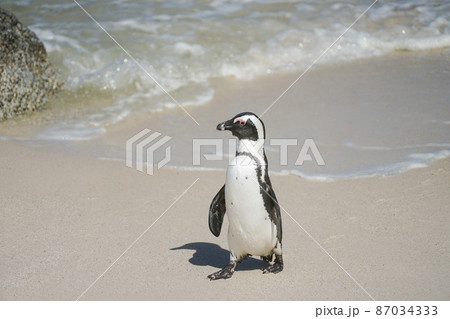 野生のケープペンギン 野生のケープペンギン 87034333