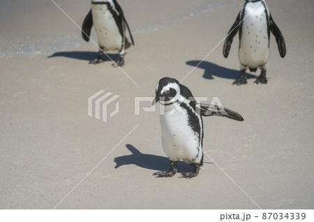 野生のケープペンギン 87034339