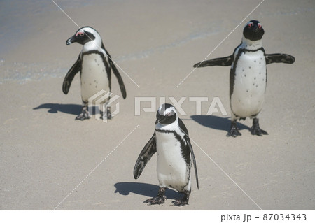 野生のケープペンギン 野生のケープペンギン 87034343