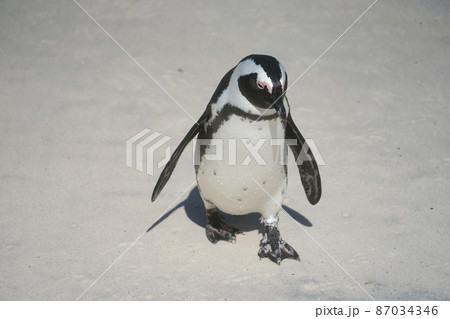 野生のケープペンギン 野生のケープペンギン 87034346