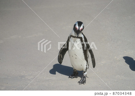 野生のケープペンギン 87034348