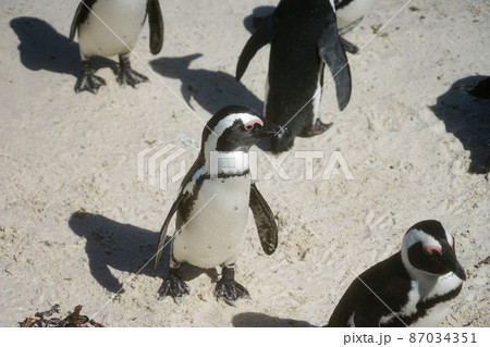 野生のケープペンギン 87034351