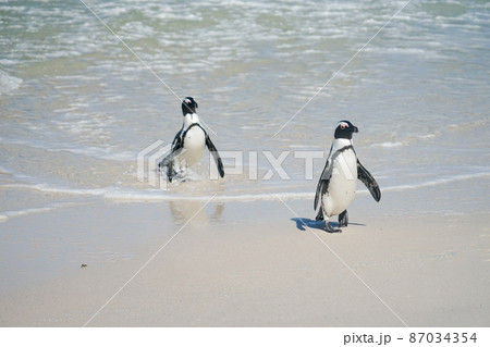 野生のケープペンギン 野生のケープペンギン 87034354
