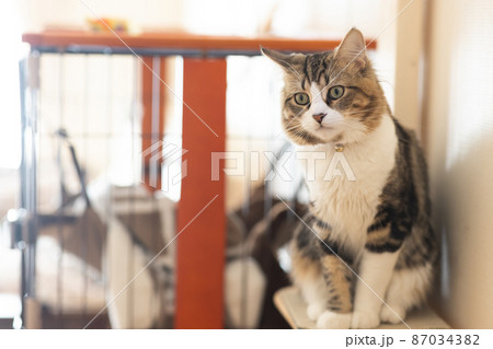 部屋でくつろぐ可愛いミヌエット 87034382