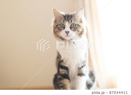 部屋でくつろぐ可愛いミヌエット 87034411