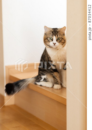 部屋でくつろぐ可愛いミヌエット 87034412