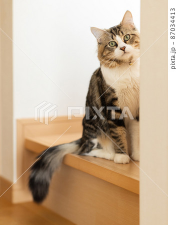 部屋でくつろぐ可愛いミヌエット 87034413