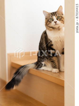 部屋でくつろぐ可愛いミヌエット 87034415