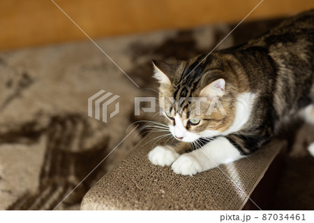 部屋でくつろぐ可愛いミヌエット 87034461