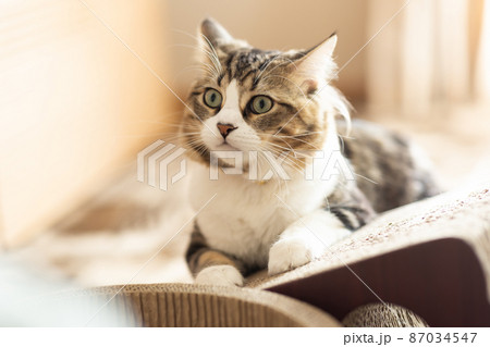 部屋でくつろぐ可愛いミヌエット 部屋でくつろぐ可愛いミヌエット 87034547