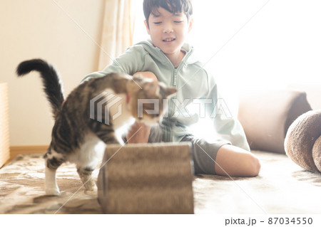 部屋でくつろぐ可愛いミヌエット 87034550