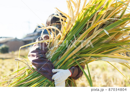 まこもを狩る女性 87034804