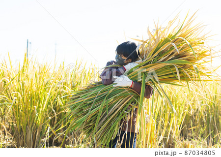 まこもを狩る女性 87034805