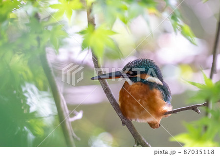 木に留まっている雌のカワセミ クローズアップイメージ 87035118